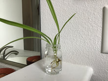 Load image into Gallery viewer, Lab glass
