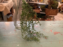 Load image into Gallery viewer, Hanging vine
