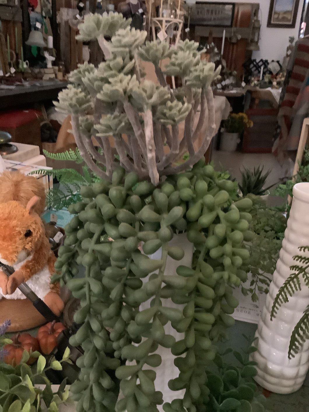 Succulent
