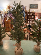 Load image into Gallery viewer, Pine tree
