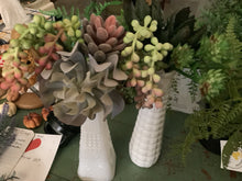 Load image into Gallery viewer, Succulent
