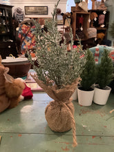 Load image into Gallery viewer, Pine tree
