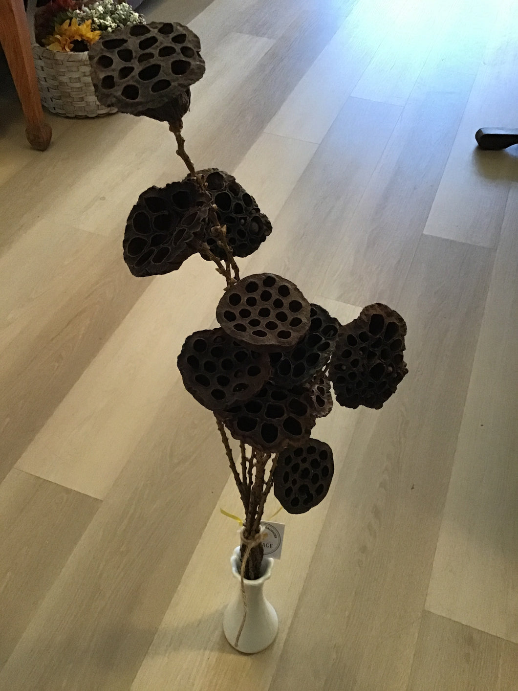 Natural lotus pods on twigs