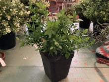 Load image into Gallery viewer, Faux potted plants
