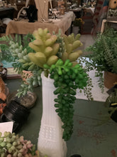 Load image into Gallery viewer, Succulent
