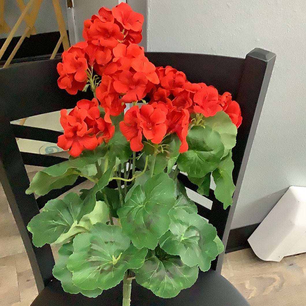 Red geranium bush