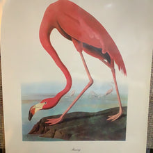 Load image into Gallery viewer, Vintage Audubon Print
