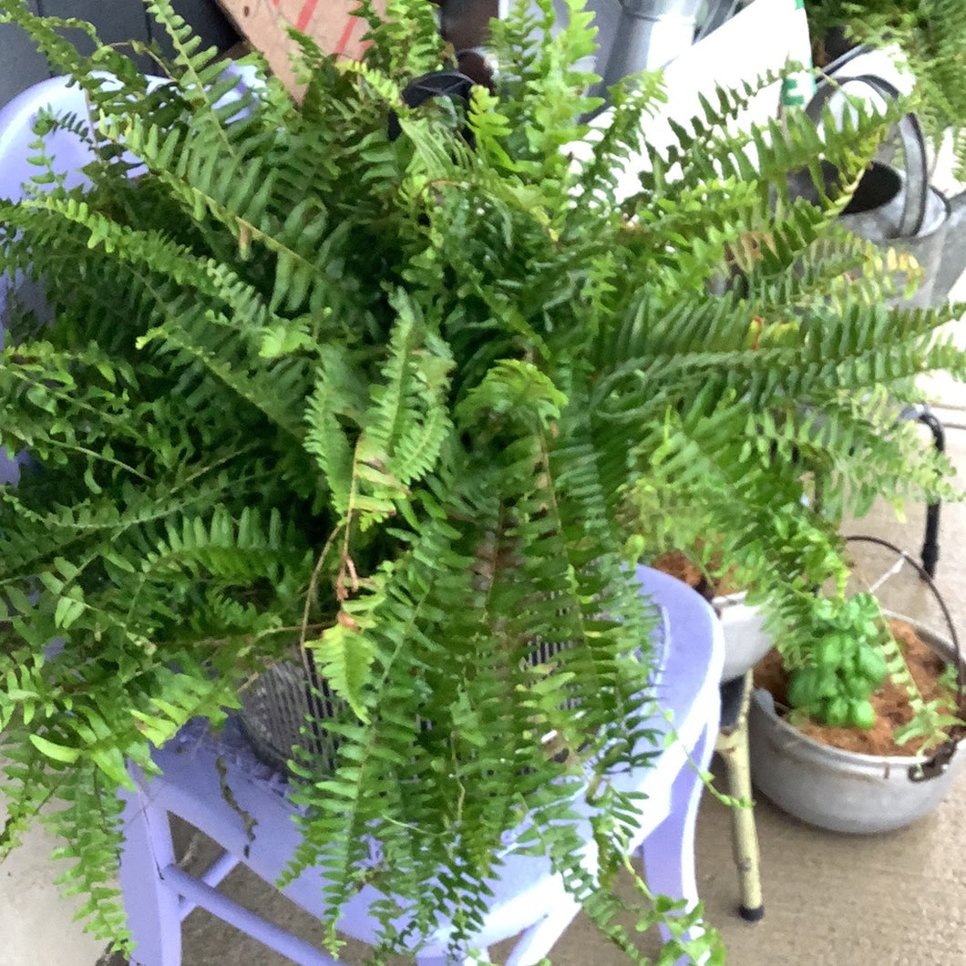 Live fern
