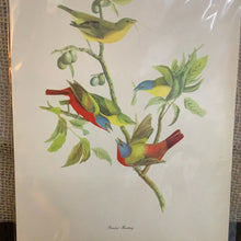 Load image into Gallery viewer, Vintage Audubon Print
