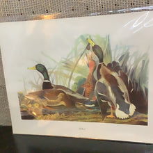 Load image into Gallery viewer, Vintage Audubon Print

