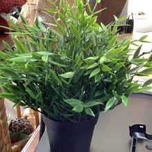 Load image into Gallery viewer, Faux potted greenery
