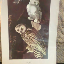 Load image into Gallery viewer, Vintage Audubon Print
