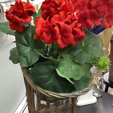 Load image into Gallery viewer, Red geranium bush
